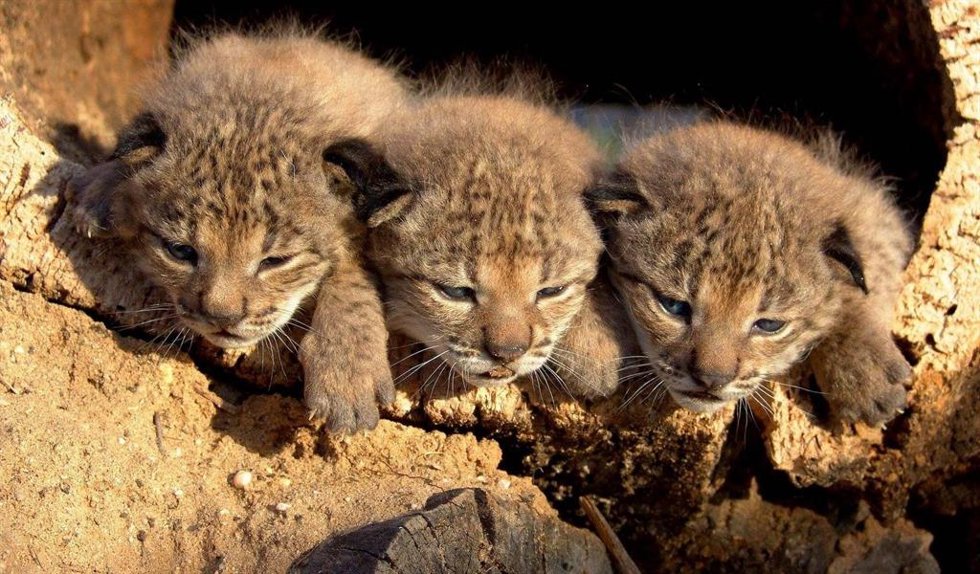 Archivo - Camada de lince ibérico en Doñana, en una imagen de archivo.