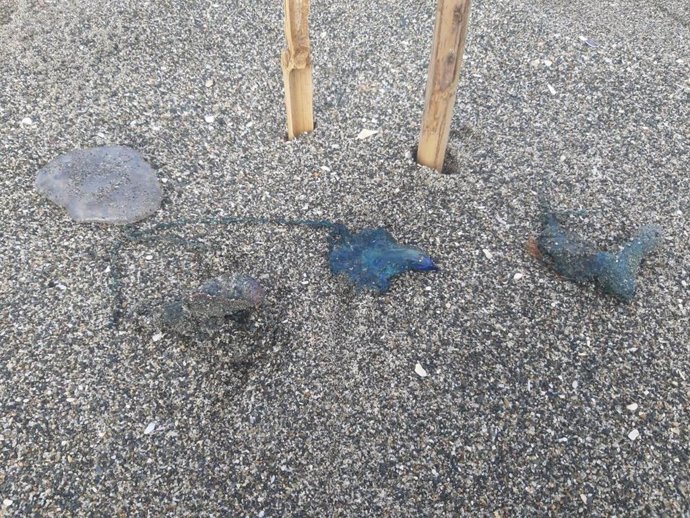 Tres ejemplares pequeños de carabelas portuguesas halladas en la playa de Santa Bárbara en La Línea de la Concepción (Cádiz).