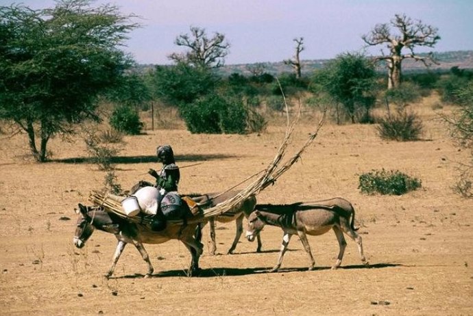 Una mujer fulani con postes de tienda y parte de su familia sobre un burro, en el centro de Malí.