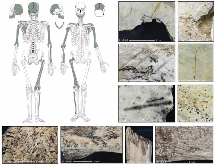 Marcas de cortes e impactos que indican canibalismo en varias partes humanas del esqueleto de la cueva de Maszycka.