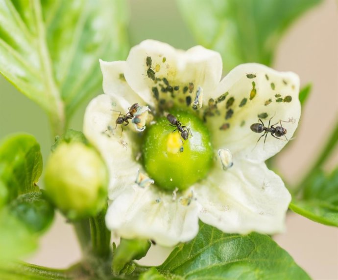 Una investigación prueba que dar azúcar a hormigas les hace depredar pulgones en cultivos de invernaderos.