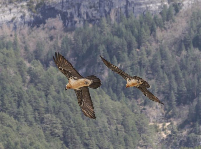 Archivo - Quebrantahuesos en Picos de Europa