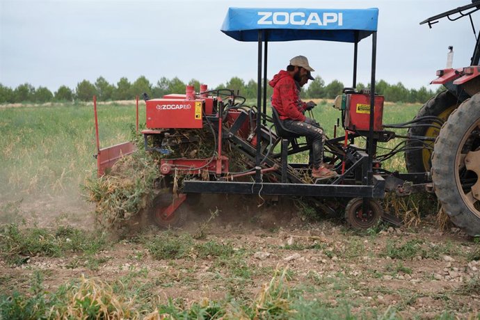 Archivo - Varios agricultores y un tractor durante la recogida del ajo.