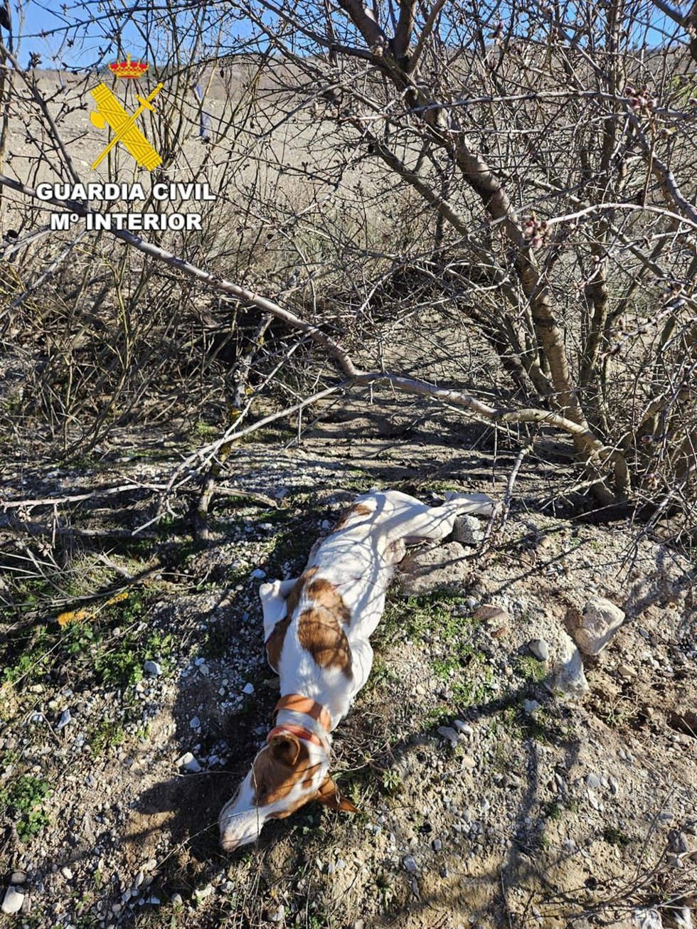 Perro disparado en Granada.