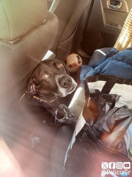 Perro encerrado en un coche.