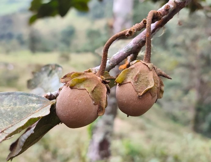 Descrita en Colombia una especie nueva de árbol que aporta información crítica para la conservación de los relictos de bosque