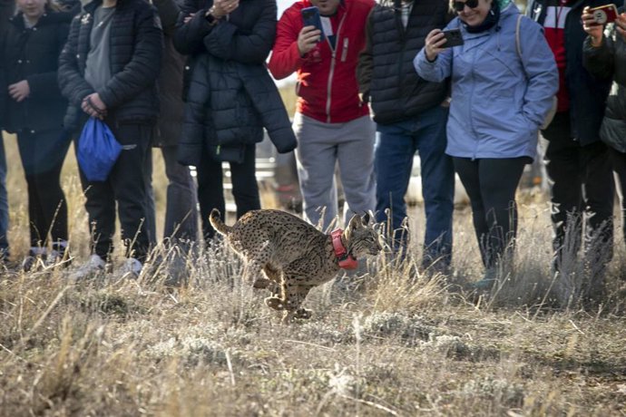 Suelta de los primeros ejemplares de lince ibérico en la provincia de Cuenca.