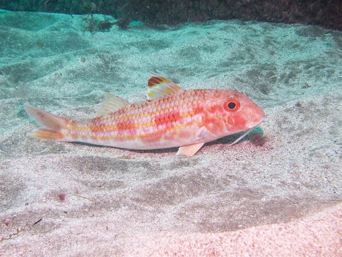 Archivo - El salmonete (Mullus surmuletus).