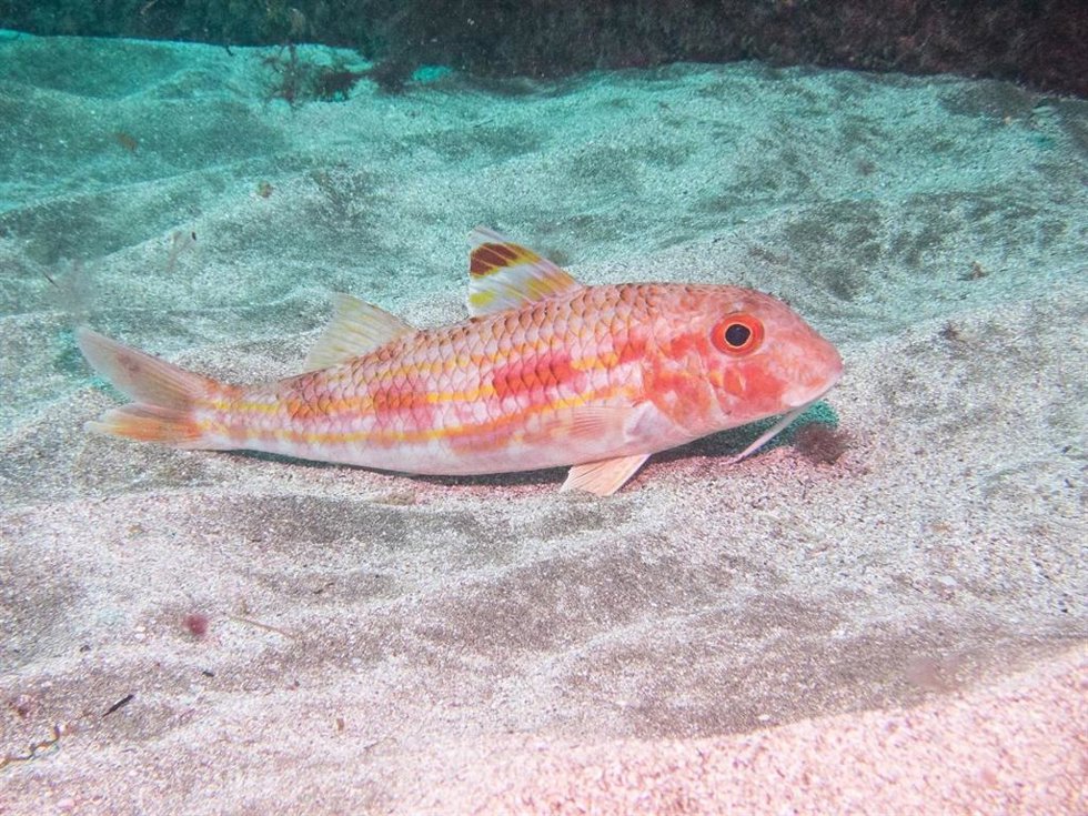 Archivo - El salmonete (Mullus surmuletus).