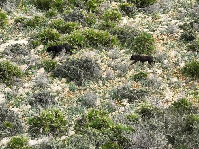 Perros peligrosos sueltos por una zona rocosa del término municipal de Andratx.