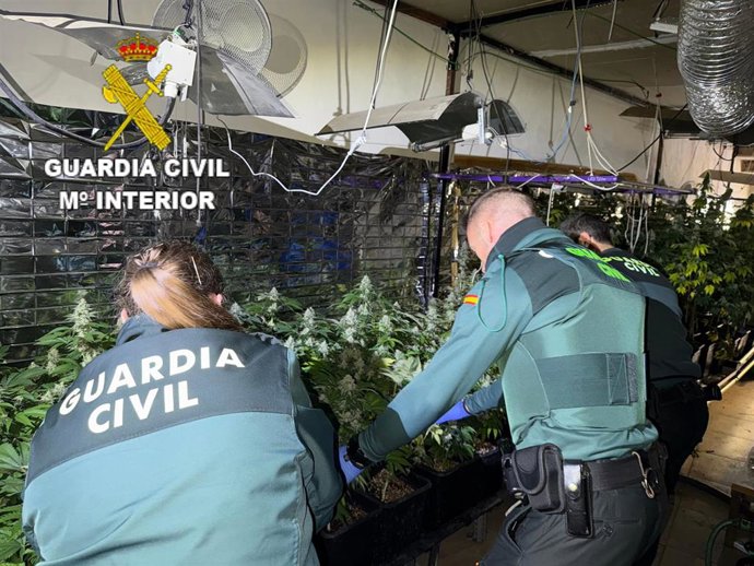 Agentes de la Guardia Civil tras hallar un cultivo de 450 plantas de marihuana en Víllora.