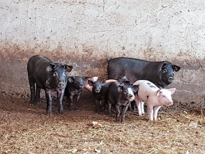 Archivo - Cerdos negros.