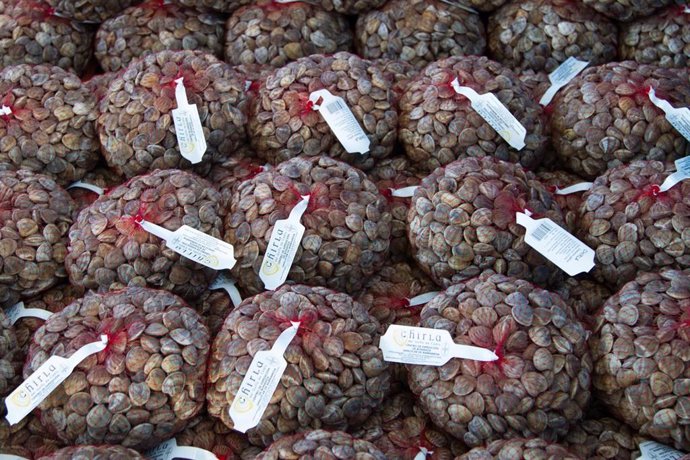 Archivo - Imagen de bolsas de chirlas etiquetadas para su comercialización.