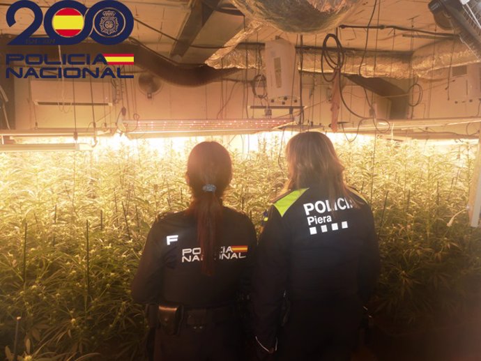 Dos agents davant la plantació de marihuana de Piera (Barcelona)