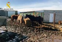 Descubiertos en Cantabria varios ganaderos inhabilitados que mantenían la actividad