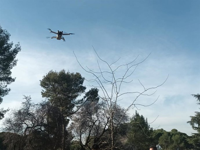 El Ayuntamiento tira de drones e Inteligencia Artificial para dar caza a la oruga en la copa de los árboles