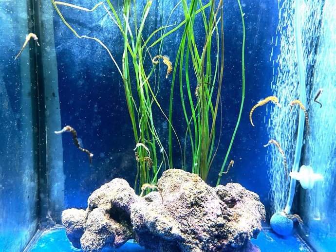 Crías de de caballito de mar barrigudo en Sea Life Benalmádena