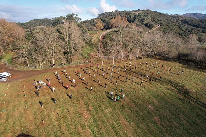 Archivo - Imagen de archivo de otra jornada de plantación de árboles autóctonos en Cabárceno