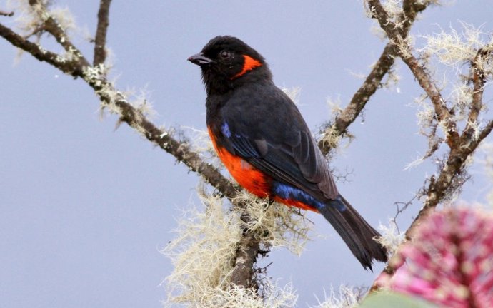 Un tángara montañero de vientre escarlata.