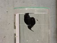 El autor del vídeo del diablo negro en Tenerife aclara dudas: "Hablar de que viene el Apocalipsis me parece surrealista"