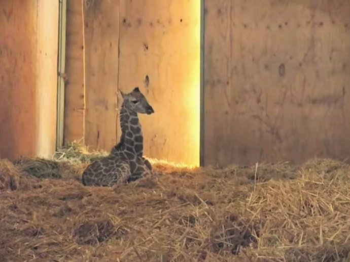 Ejemplar de jirafa de Rothschild nacido en Oasys MiniHollywood, en Tabernas (Almería).
