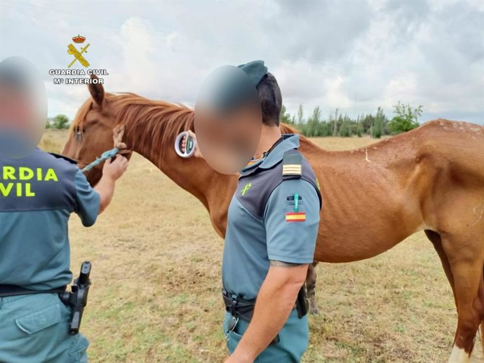 Archivo - Caballo retirado por la Guardia Civil en la provincia de Huelva, en una imagen de archivo.