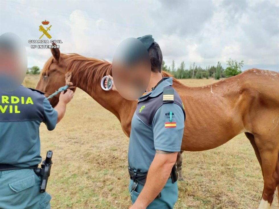 Archivo - Caballo retirado por la Guardia Civil en la provincia de Huelva, en una imagen de archivo.