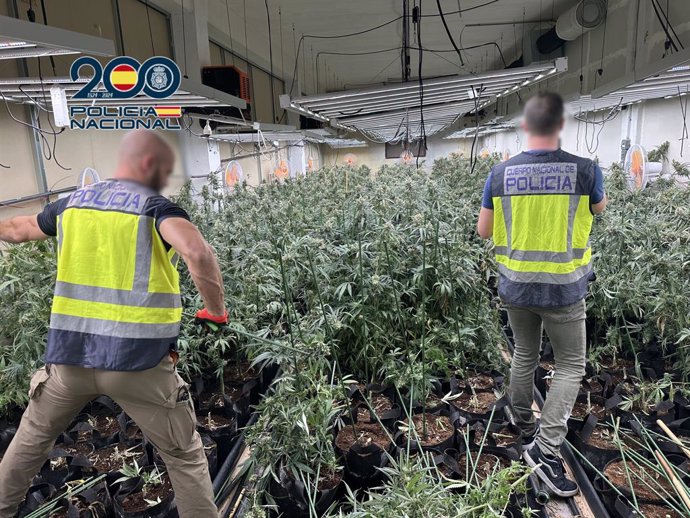 Tres detenidos e intervenidos 45 kilos de marihuana en plantaciones indoor en tres municipios de Alicante