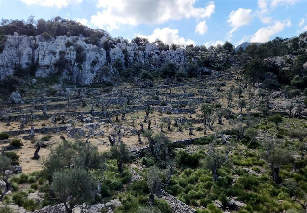 La Conselleria de Agricultura, Pesca y Medio Natural recupera el olivar centenario de la finca pública de Menut para prevenir incendios forestales