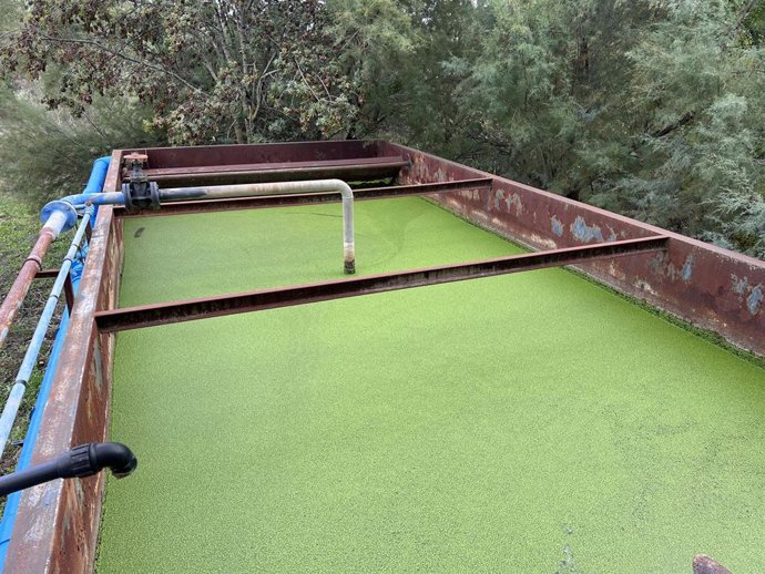 Estanque en el que se investiga como eliminar residuos farmacéuticos en el agua con plantas y microorganismos, en Madrid, el 14 de febrero de 2025.