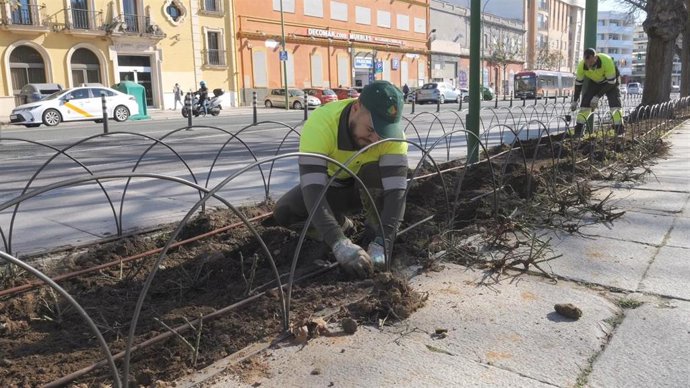 Tareas para revitalizar y proteger los parterres de Muñoz León, junto a la Muralla de la Macarena.