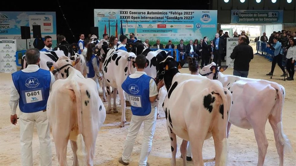 Concurso de ganado