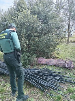 Un agente de la Guardia Civil con el cabe incautado en la operación desarrollada en el término municipal de Lupiñén-Ortilla, Huesca.