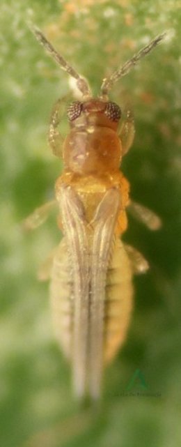 Una hembra adulta de 'Scirtothrips aurantii'.