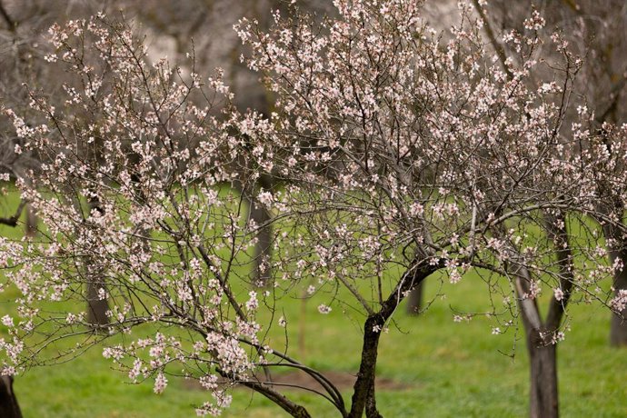 Archivo - Almendros en flor, en el Parque de la Quinta de los Molinos, en Madrid (España).