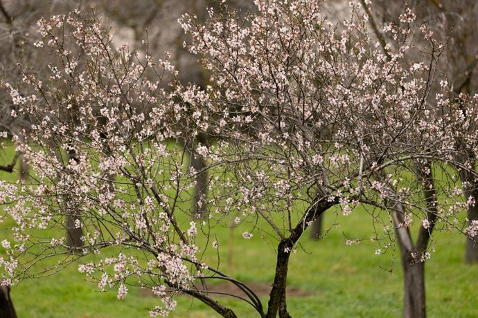 Archivo - Arquivo - Amendoeiras em flor no Parque Quinta de los Molinos em 14 de fevereiro de 2024 em Madri (Espanha). Este ano, devido a um inverno com temperaturas muito altas, a floração ocorreu mais cedo. Normalmente, a flor vê a luz chegar