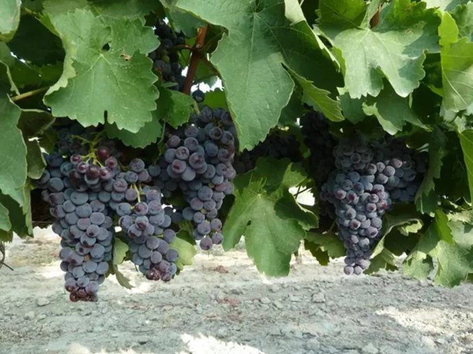 Archivo - Imagen de archivo de cultivo de la vid