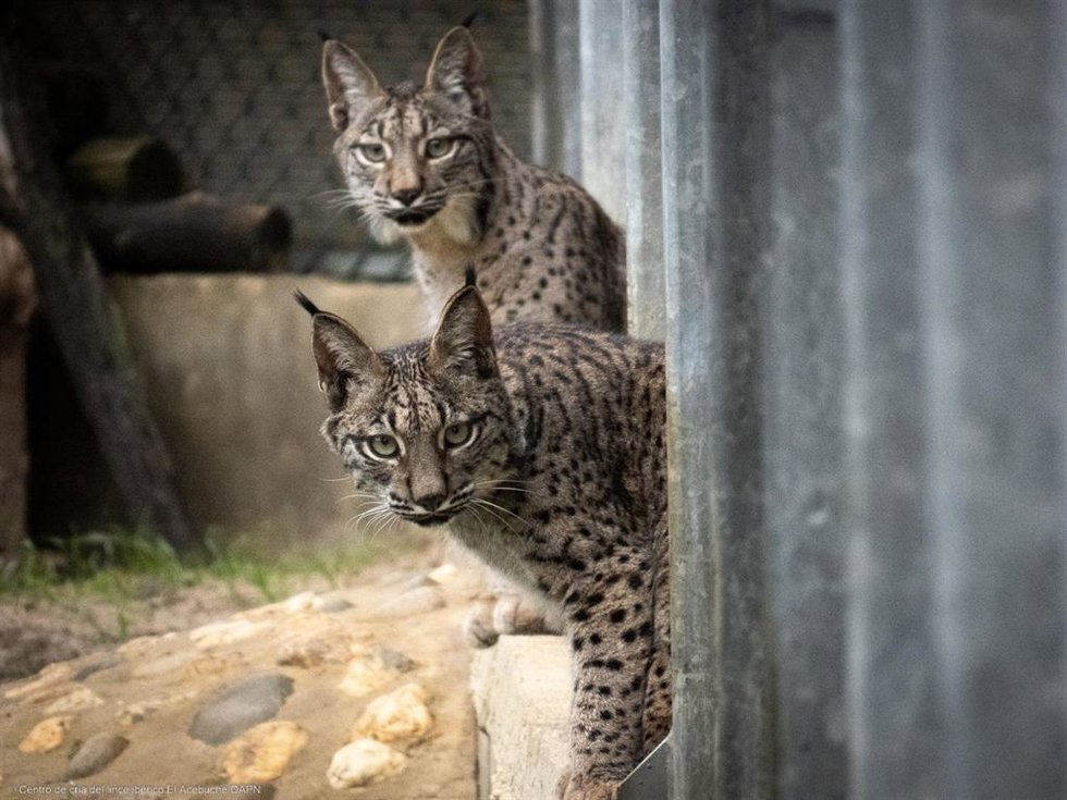 Los dos linces que han sido liberados en el cerrato palentino.