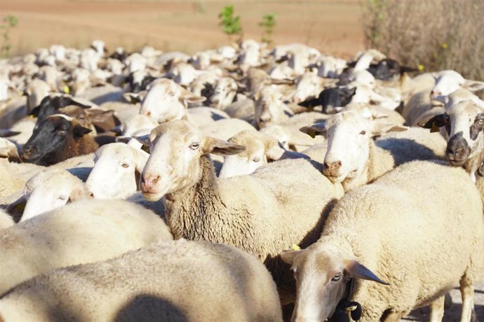 Archivo - Rebaño de ovejas 