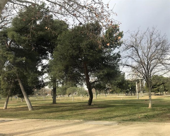 Árboles 
