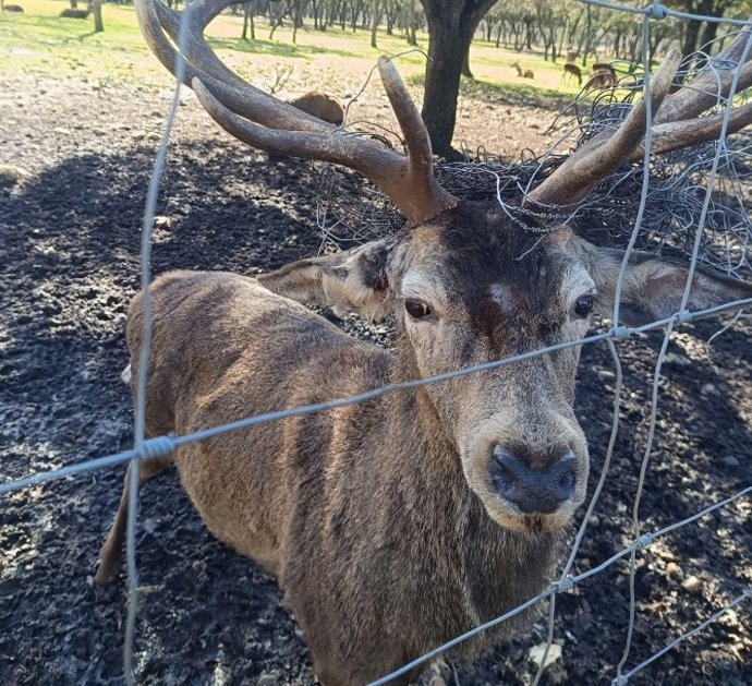 PACMA exige respuestas ante la "preocupante" situación de los ciervos en la Reserva de Valdellano (Palencia).