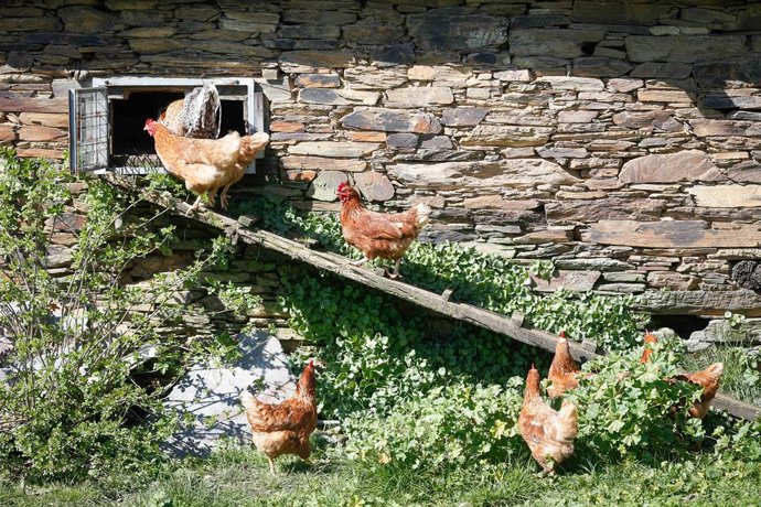 Archivo - Varias gallinas en un corral, a 6 de marzo de 2024, en Bóveda, Lugo, Galicia (España). Dado que muchos propietarios de corrales domésticos de gallinas para autoconsumo aún no lo han hecho, el Ayuntamiento de Bóveda les ofrece ayuda para que lo