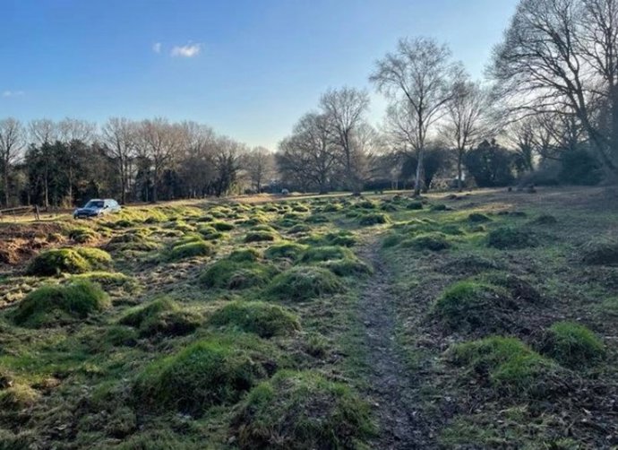 Montículos creados por hormigas amarillas de pradera