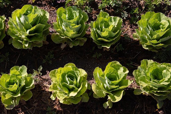 Archivo - Verduras en una parcela