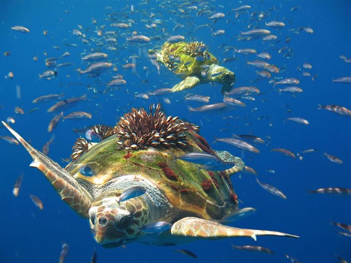 Archivo - Ejemplar de tortuga en el mar Mediterráneo.