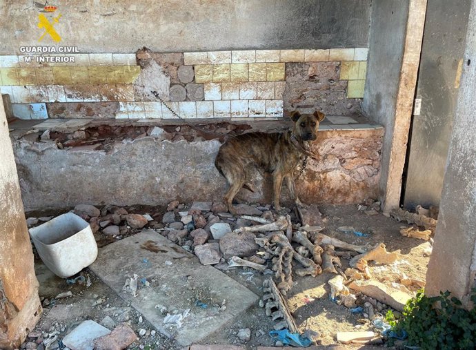 Estado de uno de los animales hallados en Onda