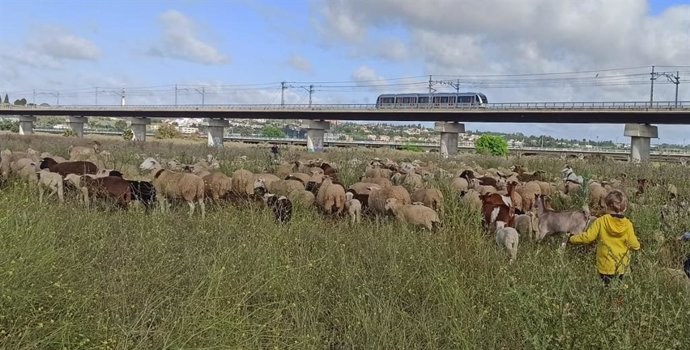Ovejas y niños en la llanura de Tabalada en una actividad ambiental