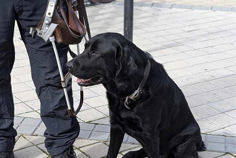 Perro guía