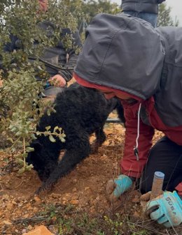 Nace En Soria La Única Escuela De Truficultura De España