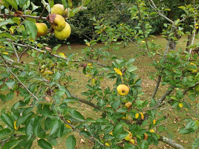 Archivo - Manzanas asturianas.
